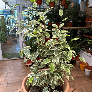 Plantas RV - Ficus Variegado tamaño M / Retiro en tienda