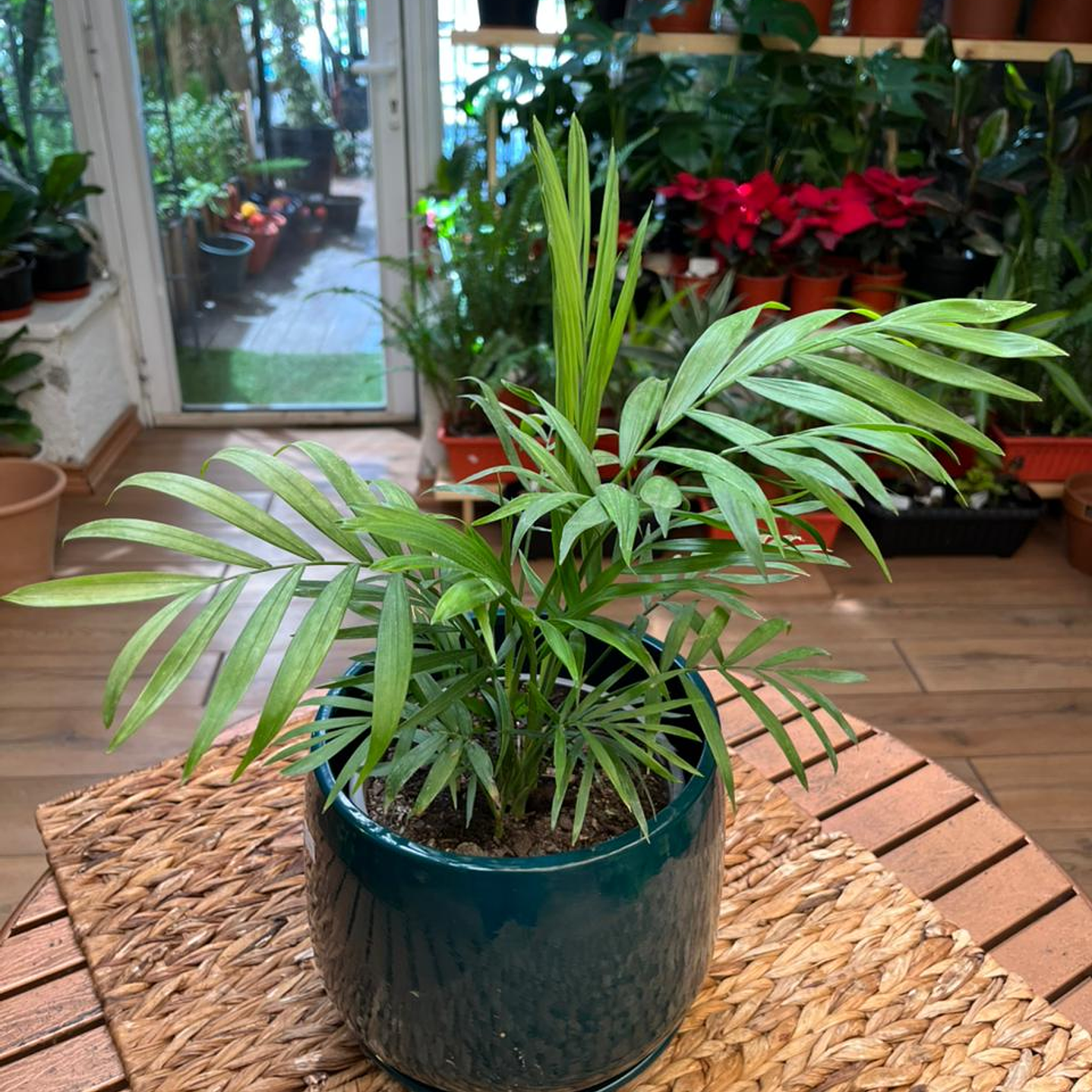 Plantas RV - Chamaedorea tamaño M / Retiro en tienda 1