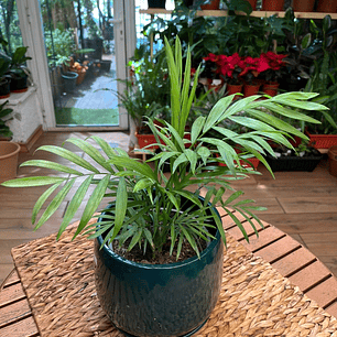 Plantas RV - Chamaedorea tamaño M / Retiro en tienda