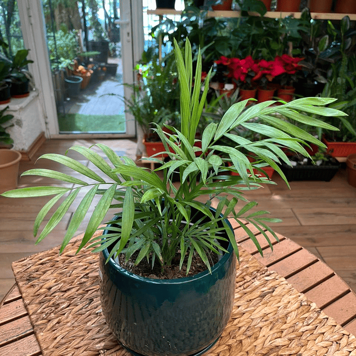 Plantas RV - Chamaedorea tamaño M / Retiro en tienda 1