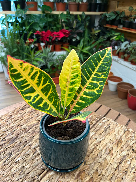Plantas RV - Crotón tamaño M