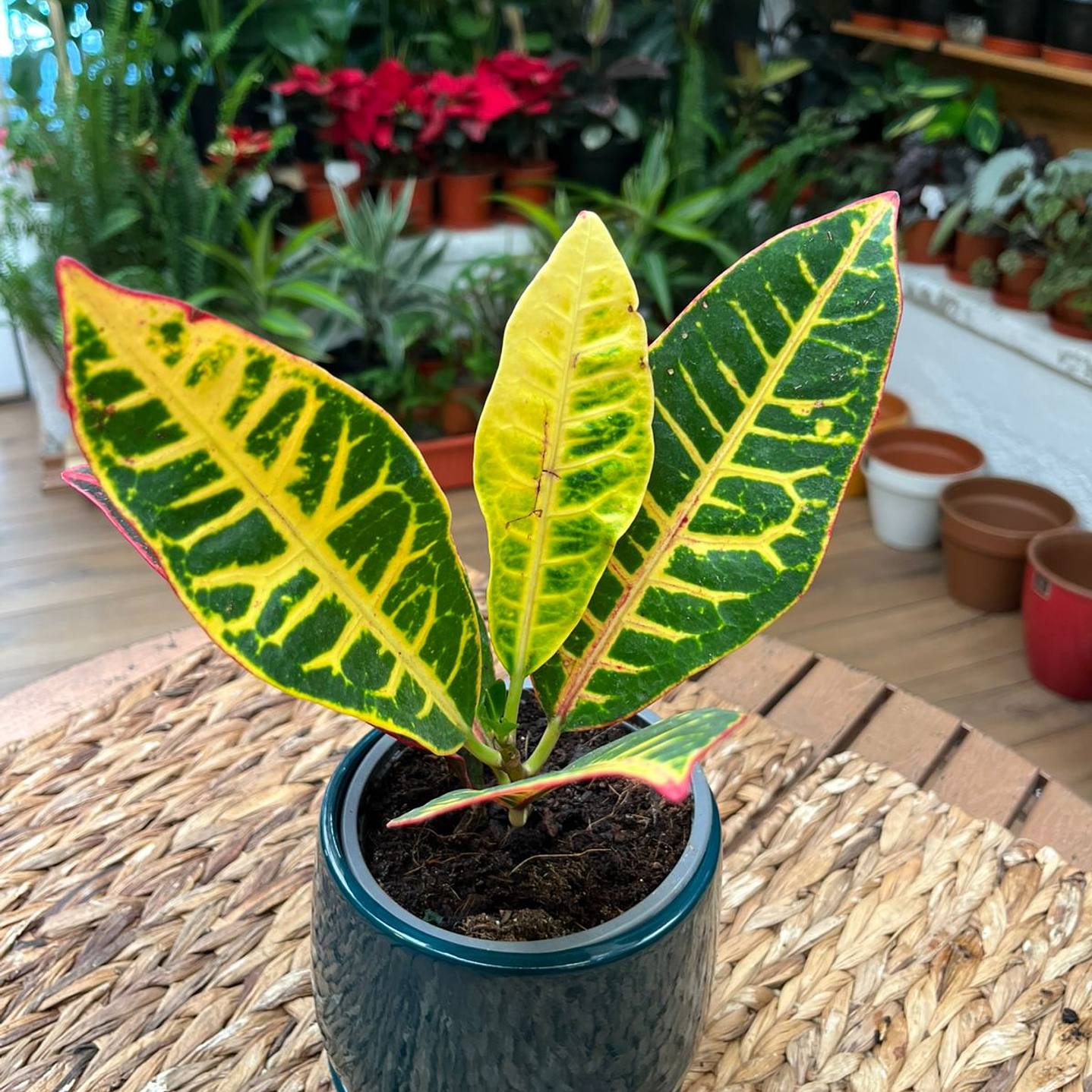 Plantas RV - Crotón tamaño M 1