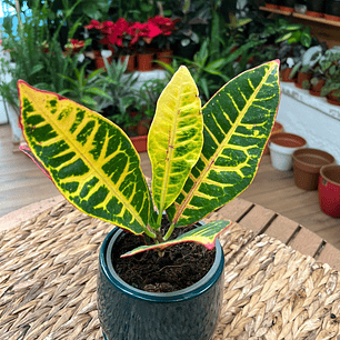 Plantas RV - Crotón tamaño M