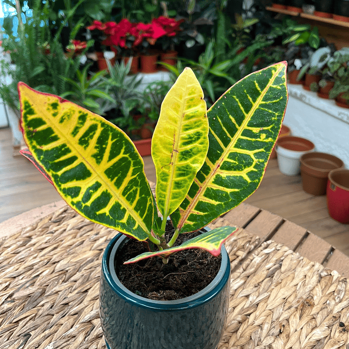 Plantas RV - Crotón tamaño M 1