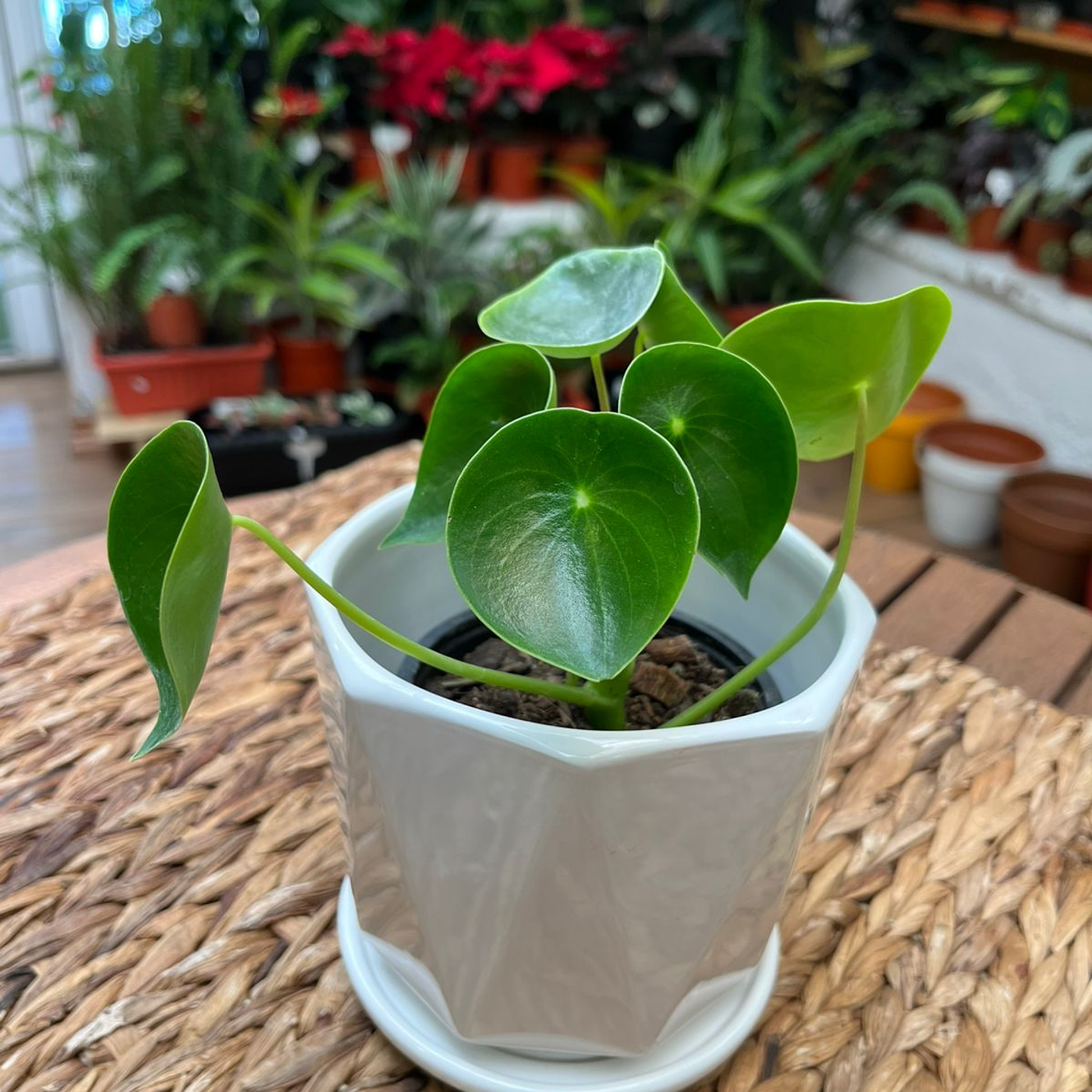 Plantas RV - Cucharita tamaño S  1