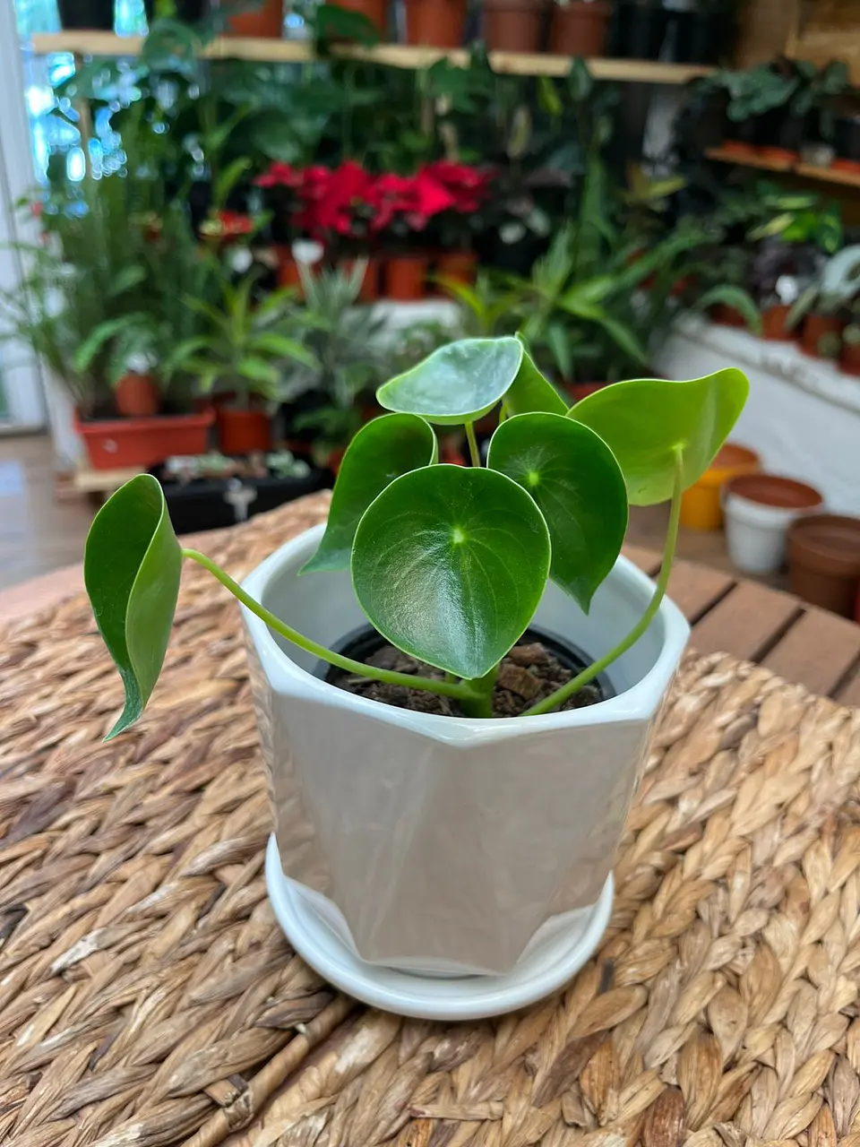 Plantas RV - Cucharita tamaño S  1
