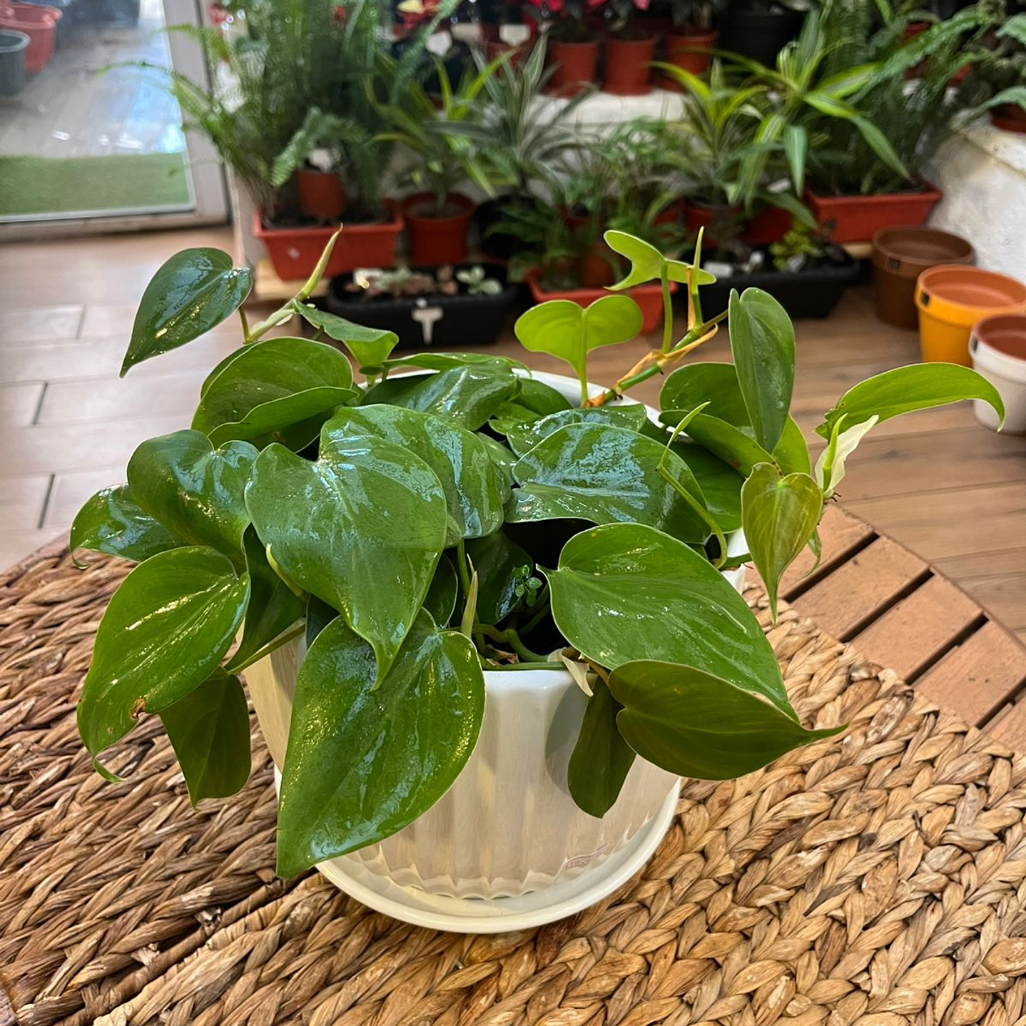 Plantas RV - Filodendro Cordatum tamaño M 1