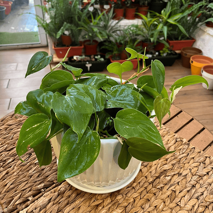 Plantas RV - Filodendro Cordatum tamaño M 1