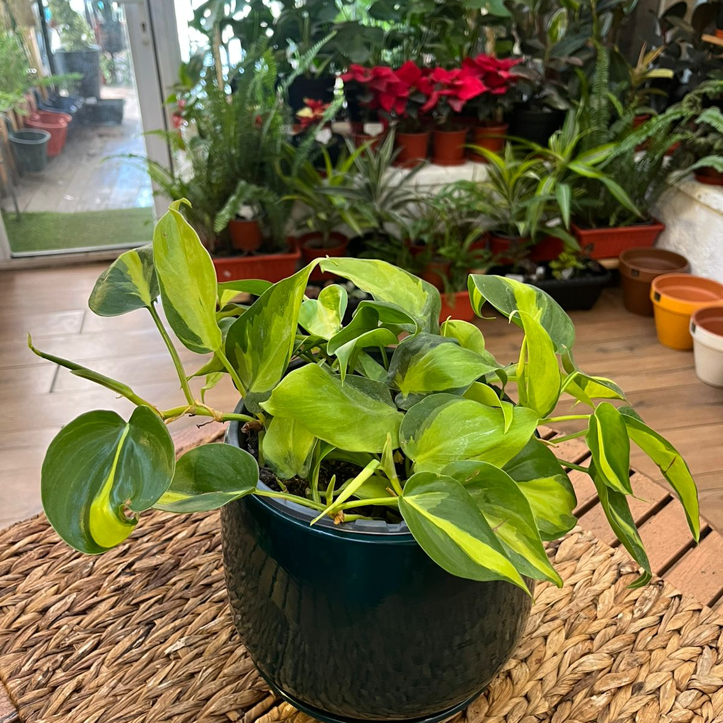 Plantas RV - Filodendro Cordatum brasil tamaño M 1