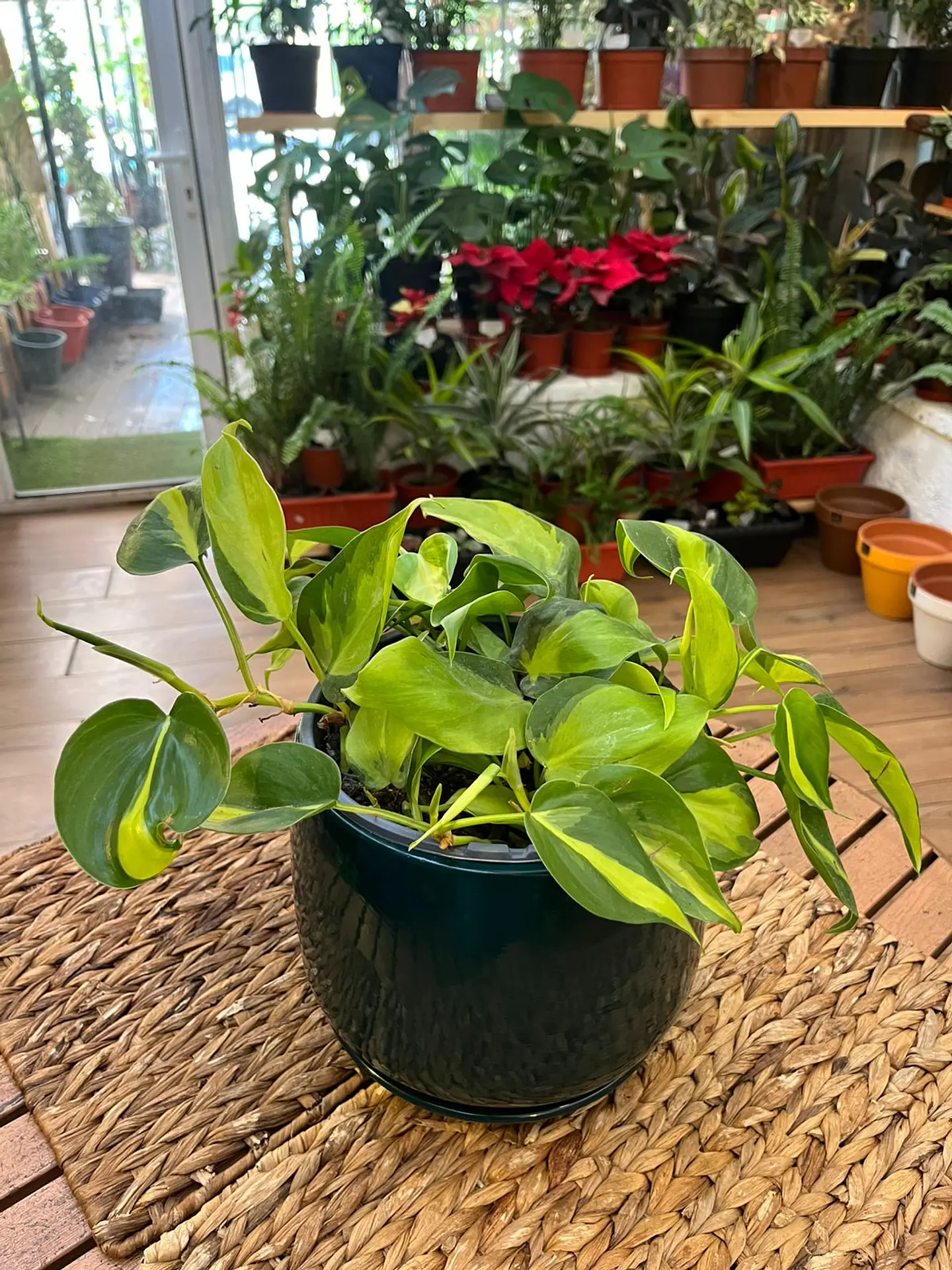 Plantas RV - Filodendro Cordatum brasil tamaño M 1