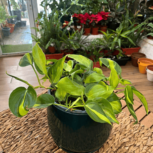 Plantas RV - Filodendro Cordatum brasil tamaño M