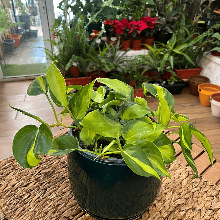 Plantas RV - Filodendro Cordatum brasil tamaño M 1