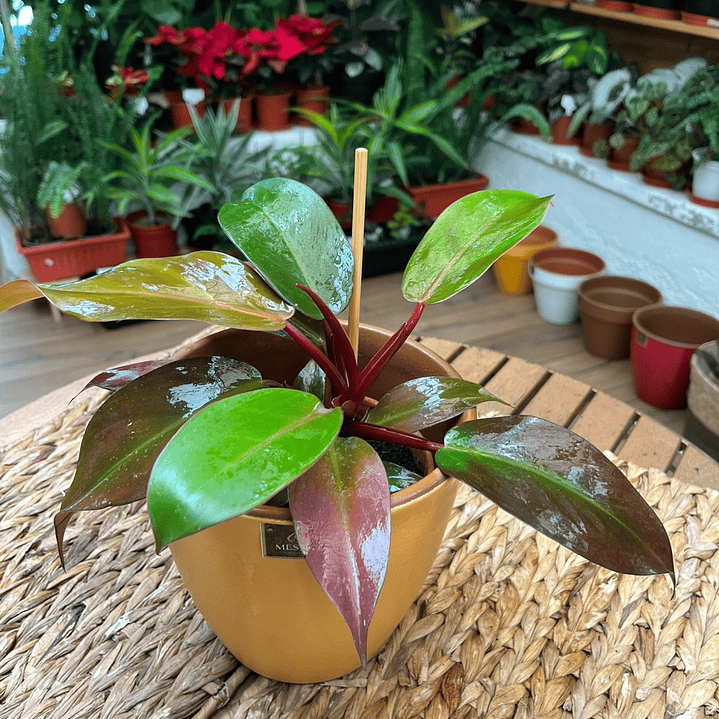 Plantas RV - Filodendro Cherry red tamaño M  1