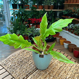 Plantas RV - Filodendro ring of fire tamaño M