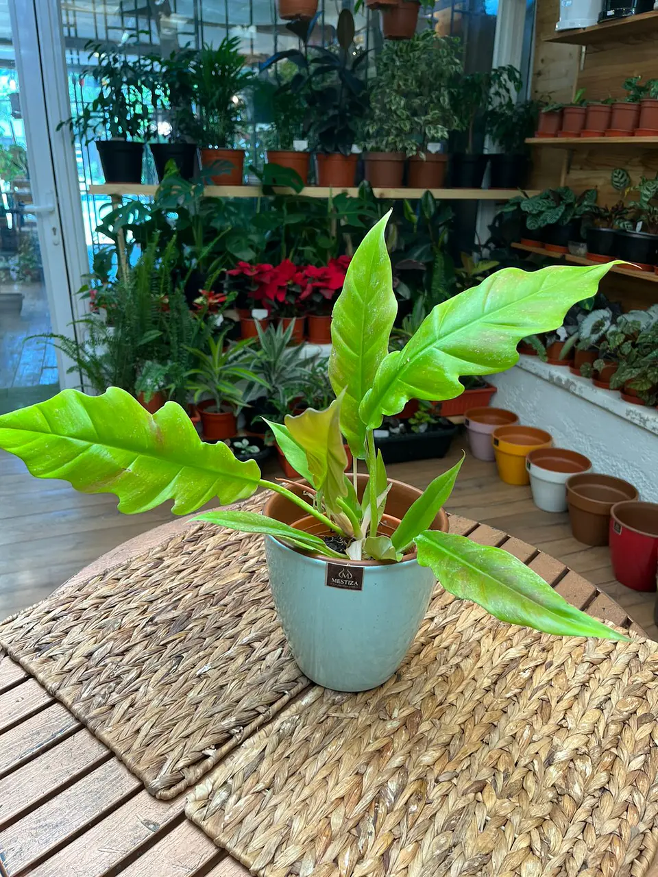 Plantas RV - Filodendro ring of fire tamaño M 1