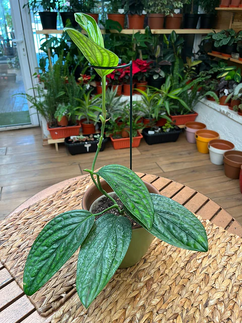 Plantas RV - Monstera Perú tamaño M 