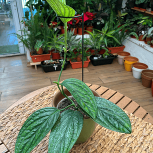 Plantas RV - Monstera Peru tamaño M 