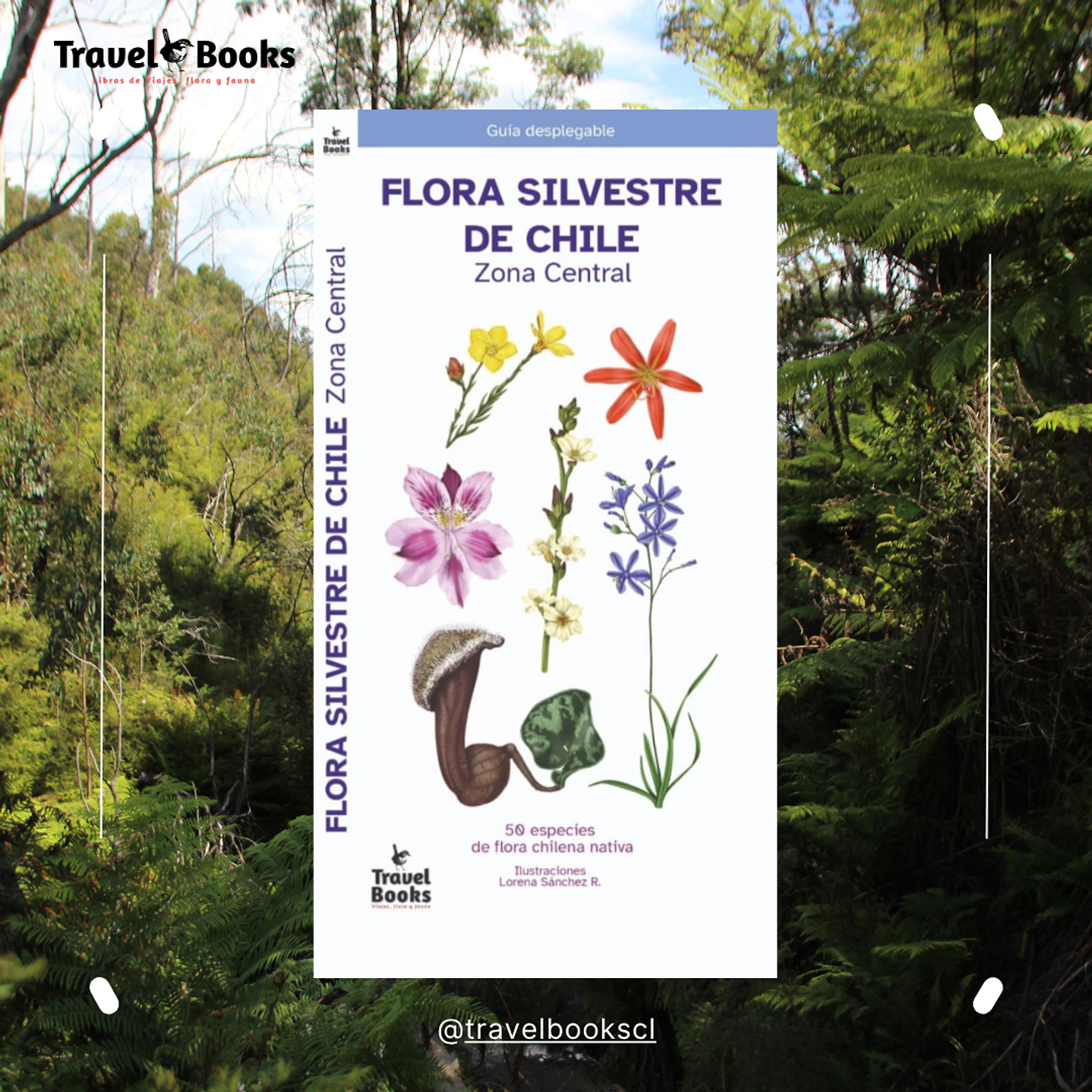 Travel Books - Flora silvestre de Chile central  1