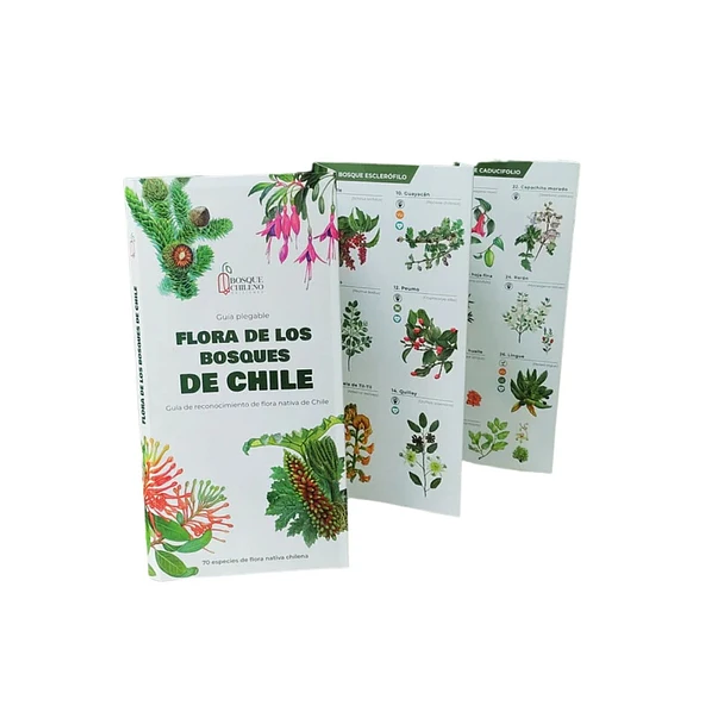 Travel Books - Flora de los Bosques de Chile  1