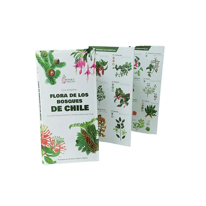 Travel Books - Flora de los Bosques de Chile  1