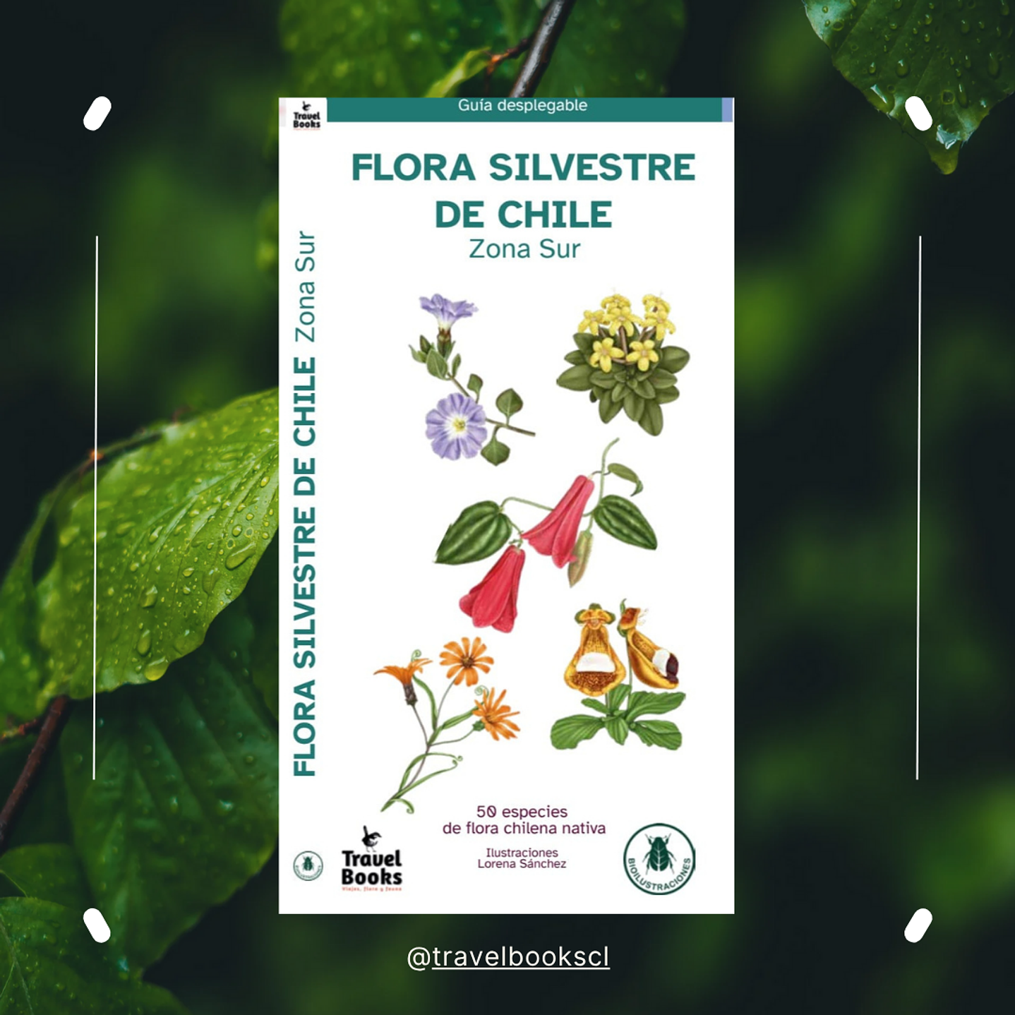 Travel Books - Flora silvestre de Chile zona Sur  1