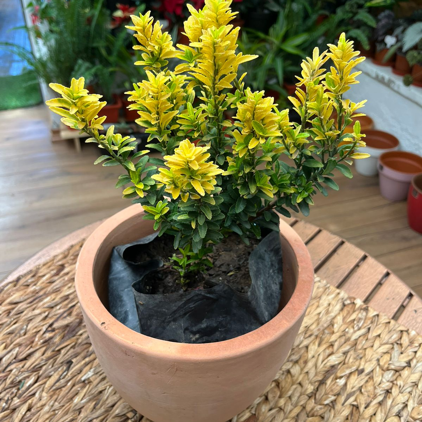 Plantas RV - Evónimo tamaño M  1