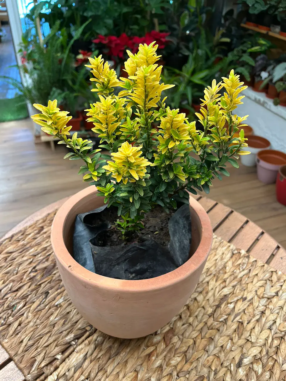 Plantas RV - Evónimo tamaño M  1