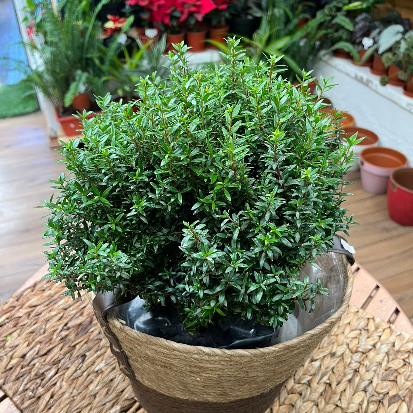 Plantas RV - Mirto Hamburgues tamaño M  1