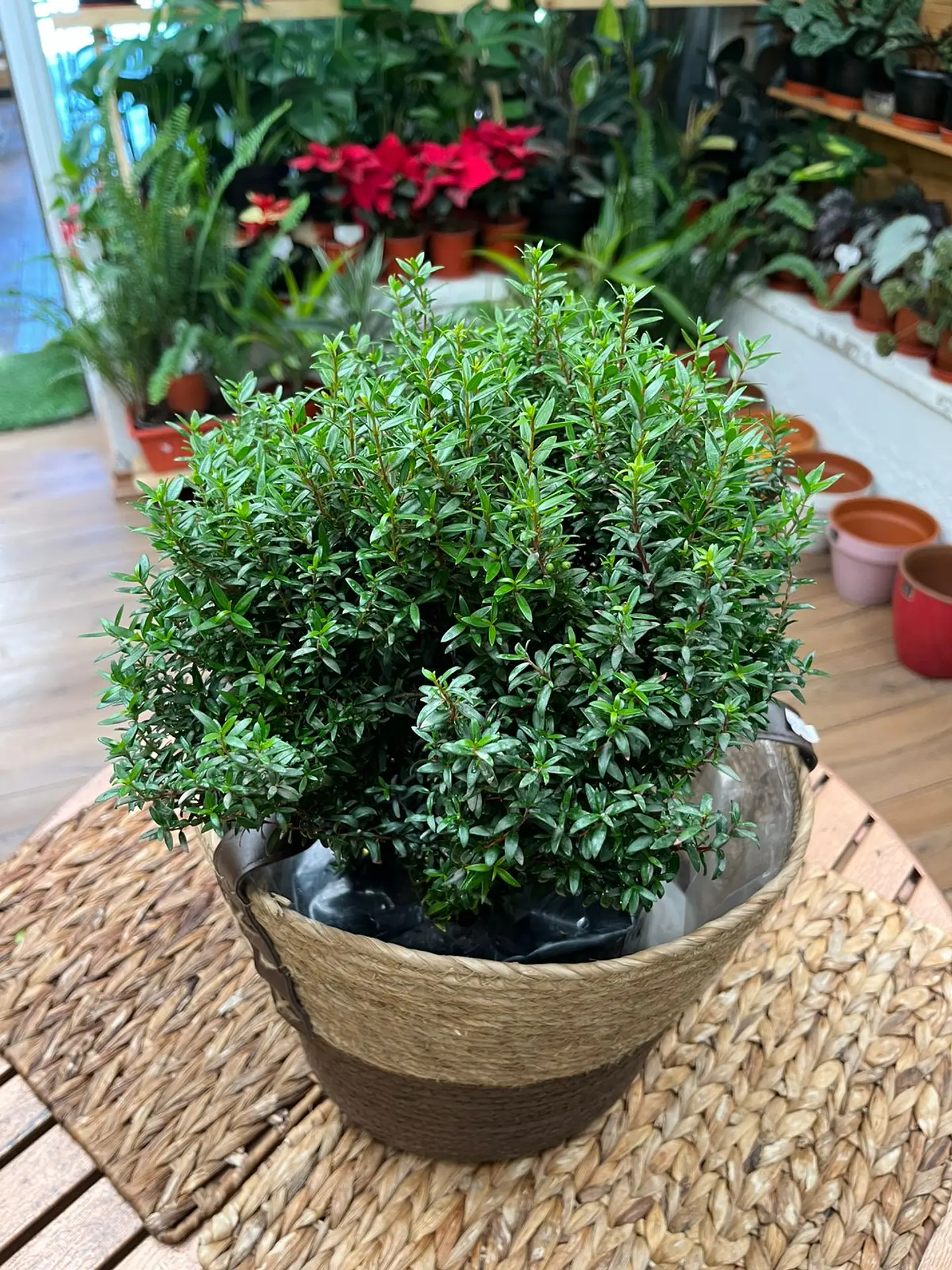 Plantas RV - Mirto Hamburgues tamaño M  1