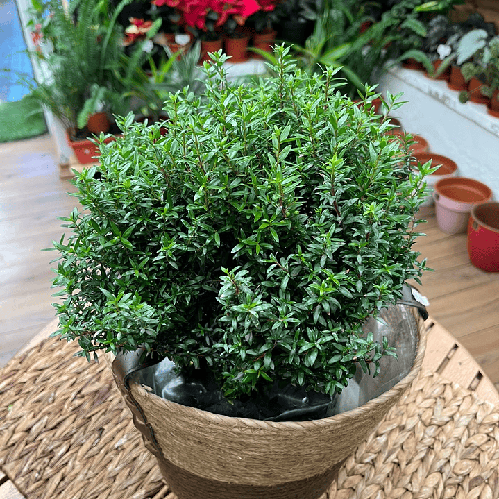 Plantas RV - Mirto Hamburgues tamaño M  1