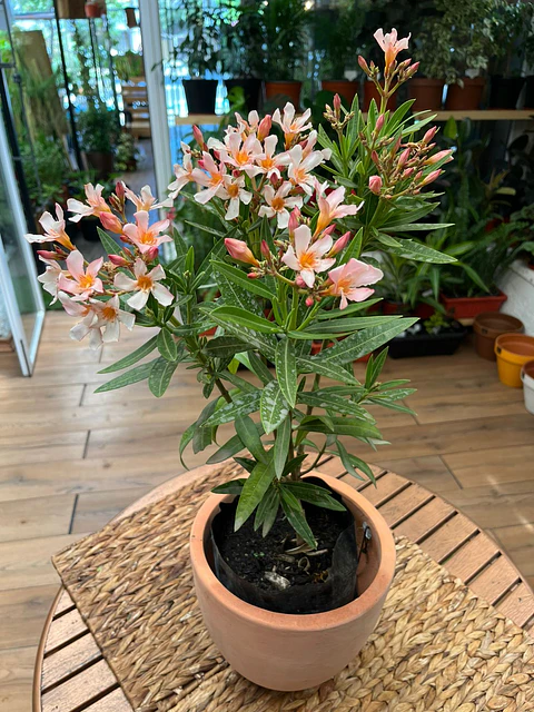 Plantas RV - Laurel enano en flor tamaño M