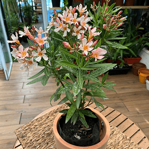 Plantas RV - Laurel enano en flor tamaño M