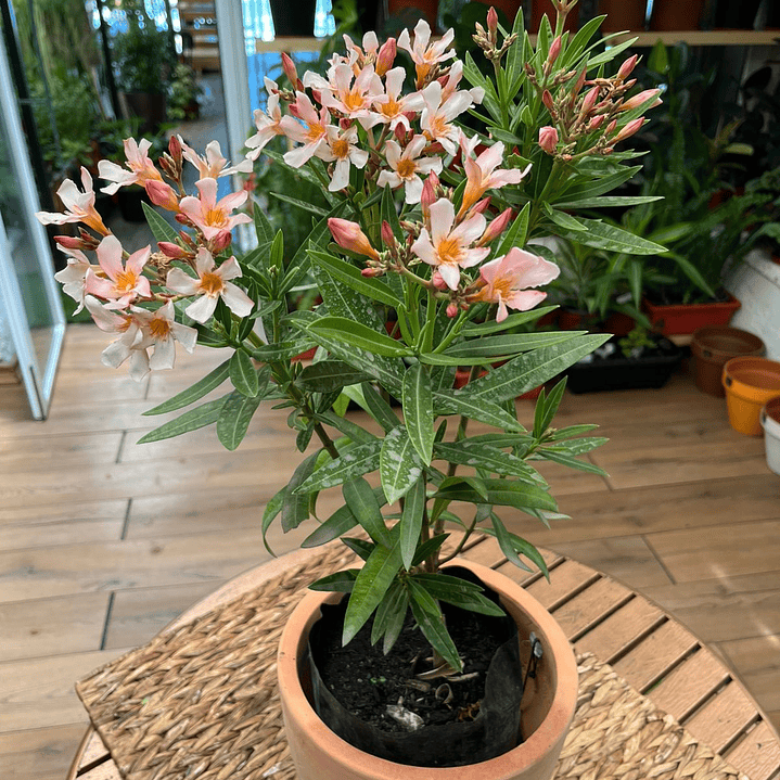 Plantas RV - Laurel enano en flor tamaño M 1