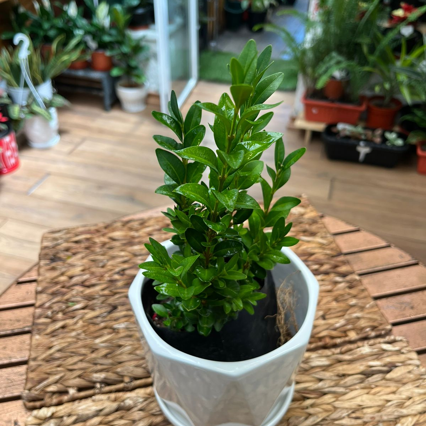 Plantas RV - Boj tamaño S  1