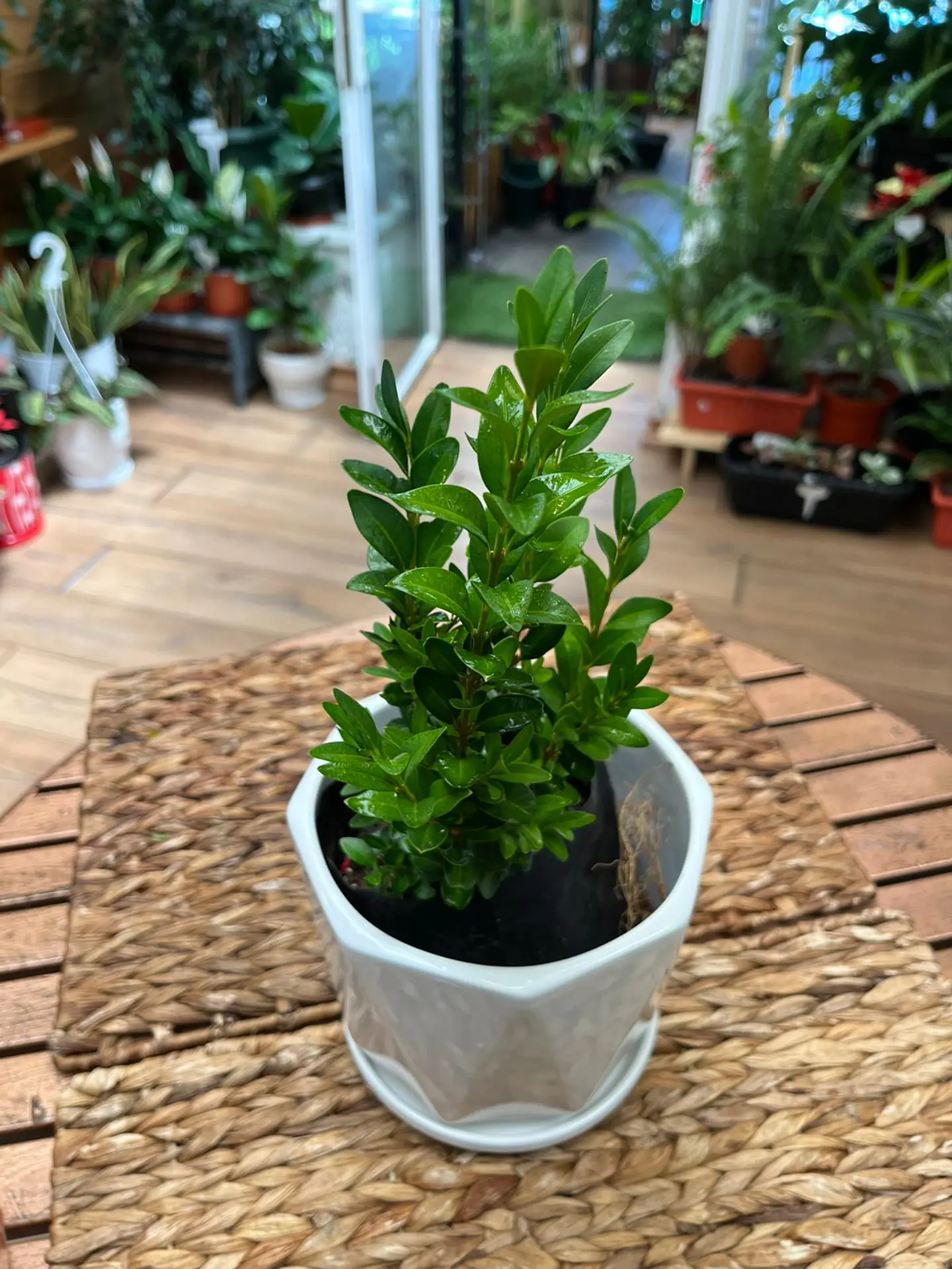 Plantas RV - Boj tamaño S  1