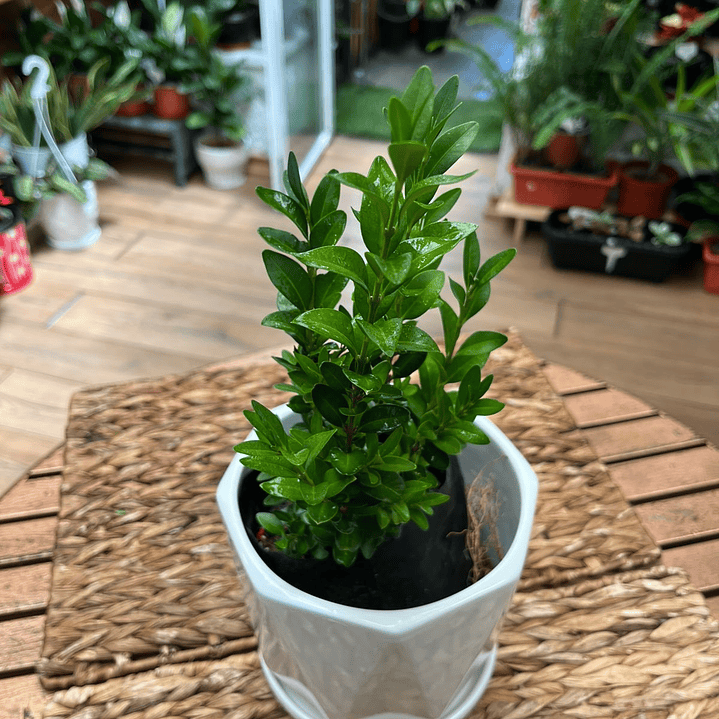 Plantas RV - Boj tamaño S  1