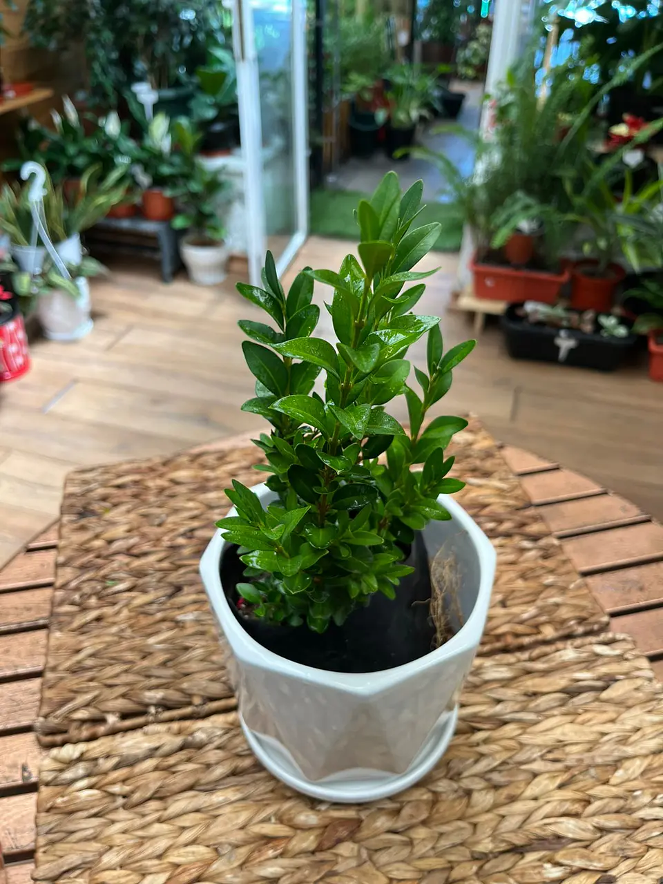 Plantas RV - Boj tamaño S  1