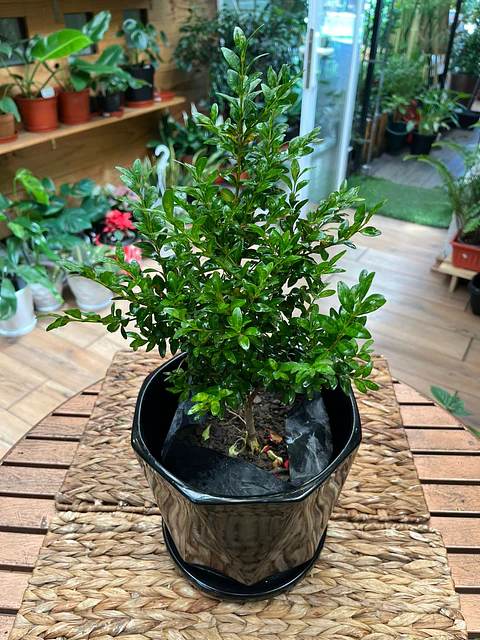 Plantas RV - Boj tamaño M 