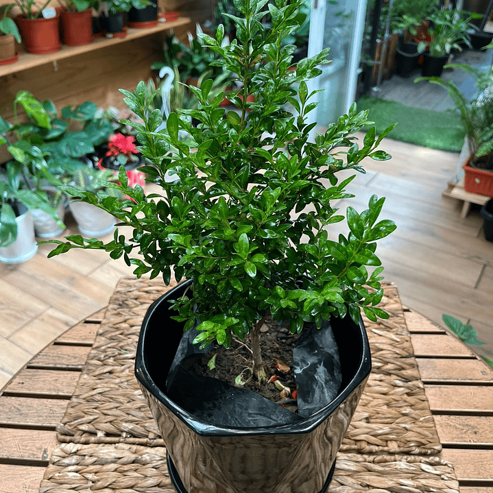 Plantas RV - Boj tamaño M  1