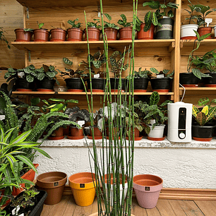 Plantas RV - Equisetum tamaño L / Retiro en tienda