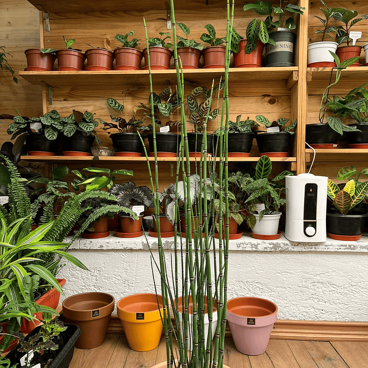 Plantas RV - Equisetum tamaño L / Retiro en tienda 1