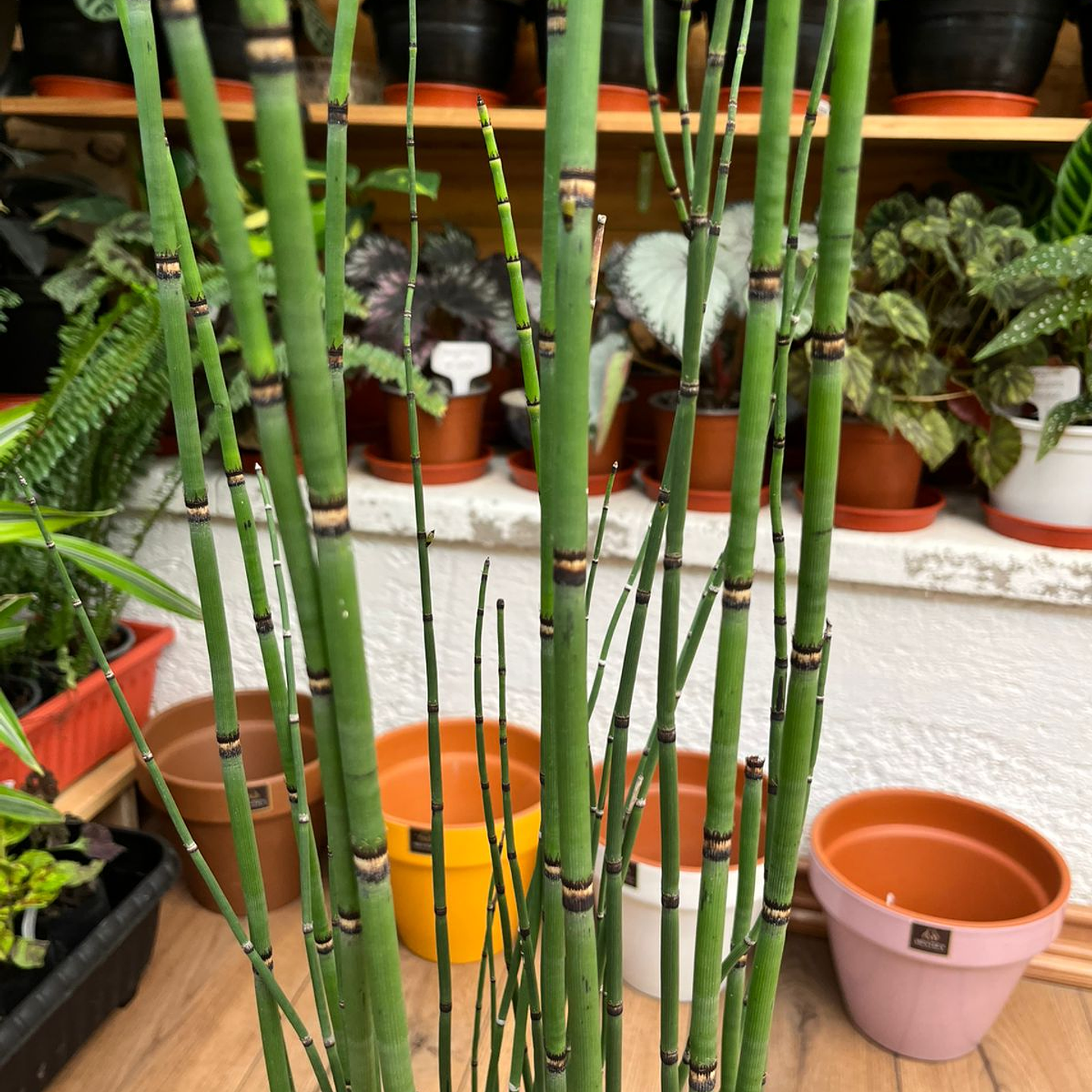 Plantas RV - Equisetum tamaño L / Retiro en tienda 2