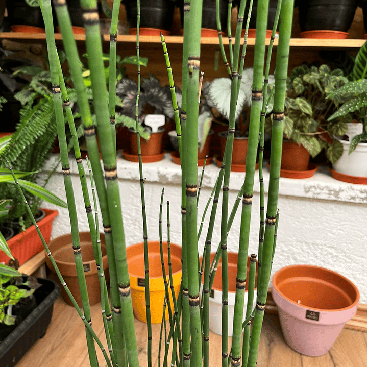 Plantas RV - Equisetum tamaño L / Retiro en tienda 2