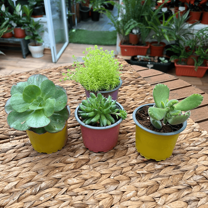 Plantas RV - Suculenta tamaño M / Retiro en tienda 1