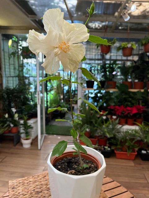 Plantas RV - Hibisco tamaño M / Retiro en tienda