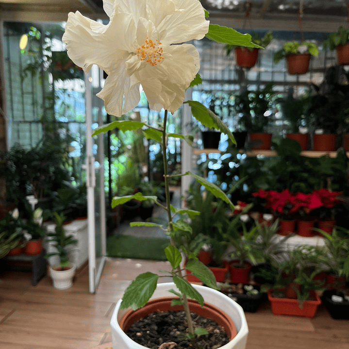 Plantas RV - Hibisco tamaño M / Retiro en tienda 1