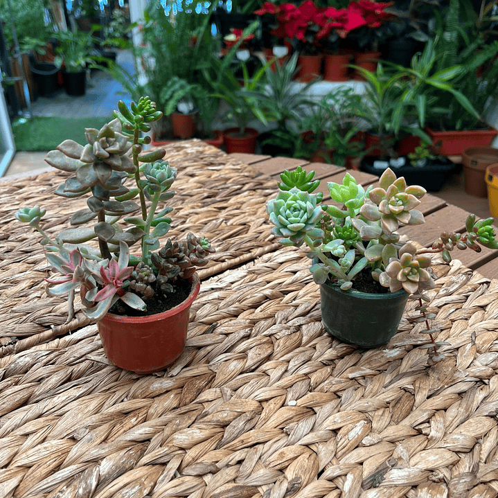 Plantas RV - Suculenta tamaño S / Retiro en tienda 1