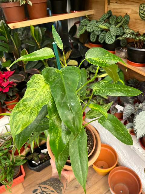 Plantas RV - Filodendro Minarum tamaño M 