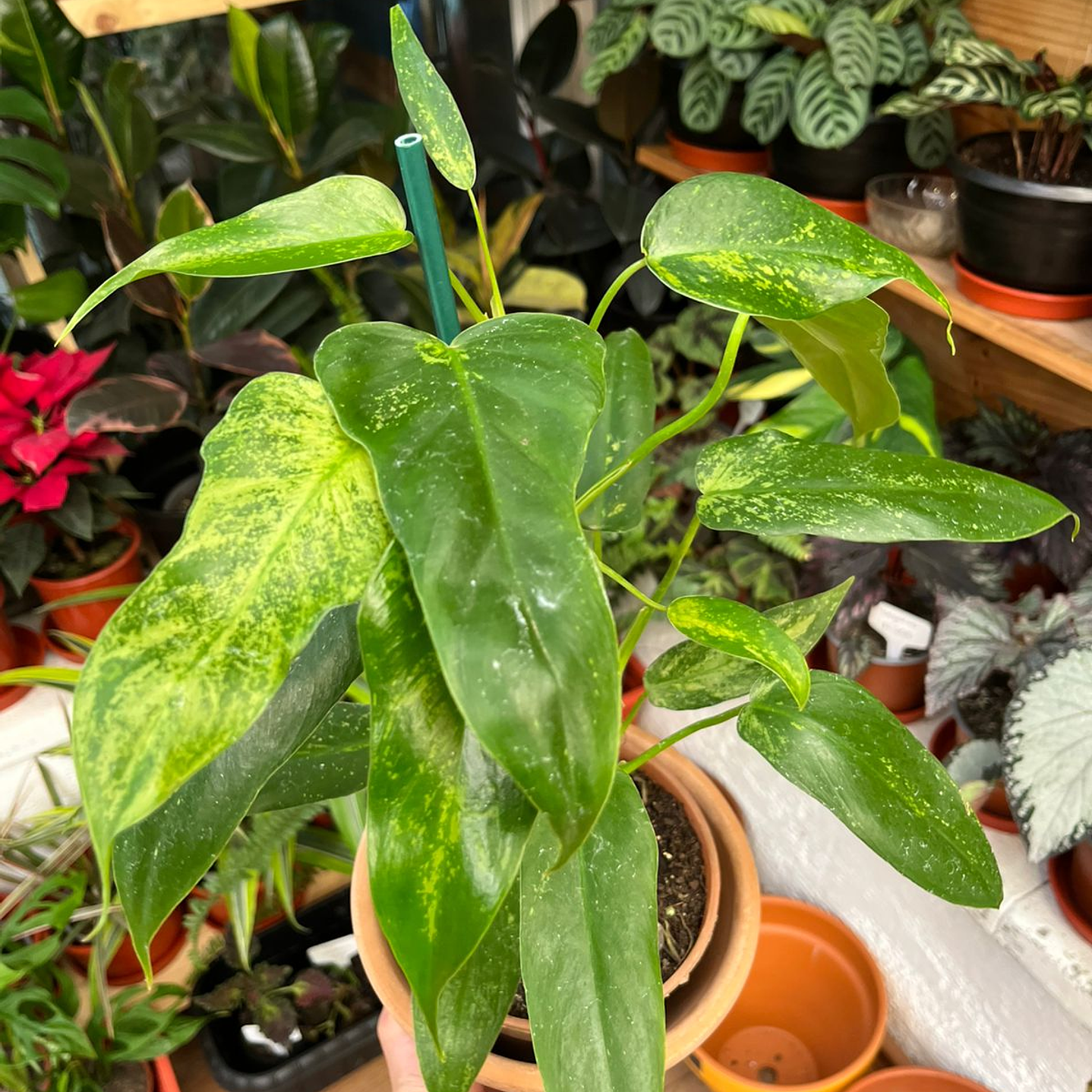 Plantas RV -Filodendro Minarum tamaño M  1