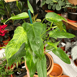 Plantas RV -Filodendro Minarum tamaño M 